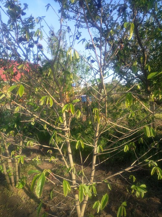 Азимина, банановое дерево, семена