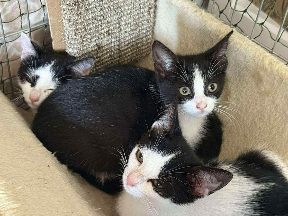 Kotek Rogalik poleca się do adopcji