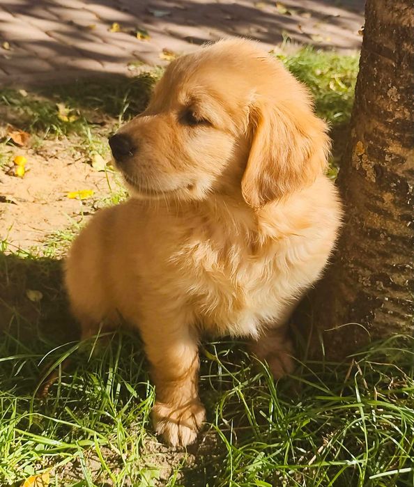 Suczka Golden Retriever