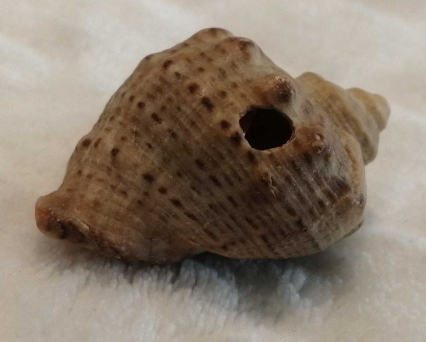 Muszla 4,2cm, 64 (Kreatywne)