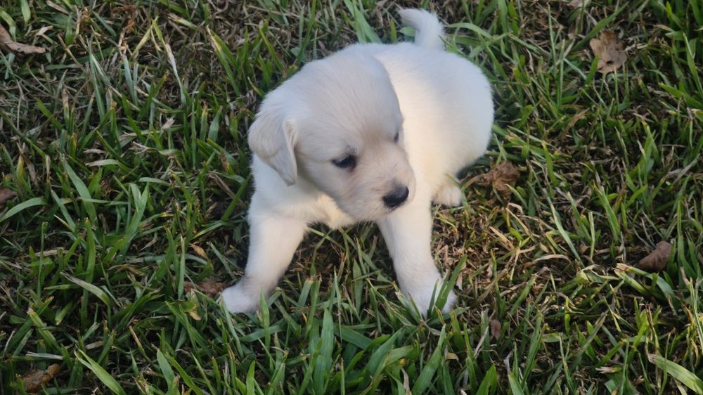 Golden Retriever   disponível.