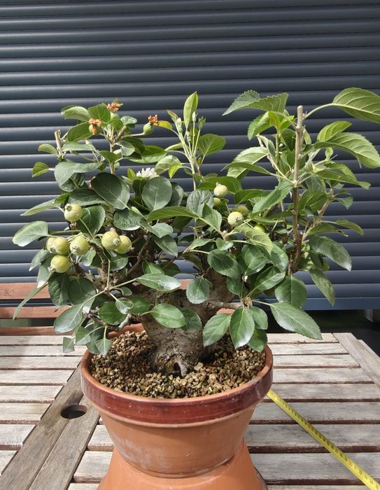 Macieira Bonsai, malus evereste