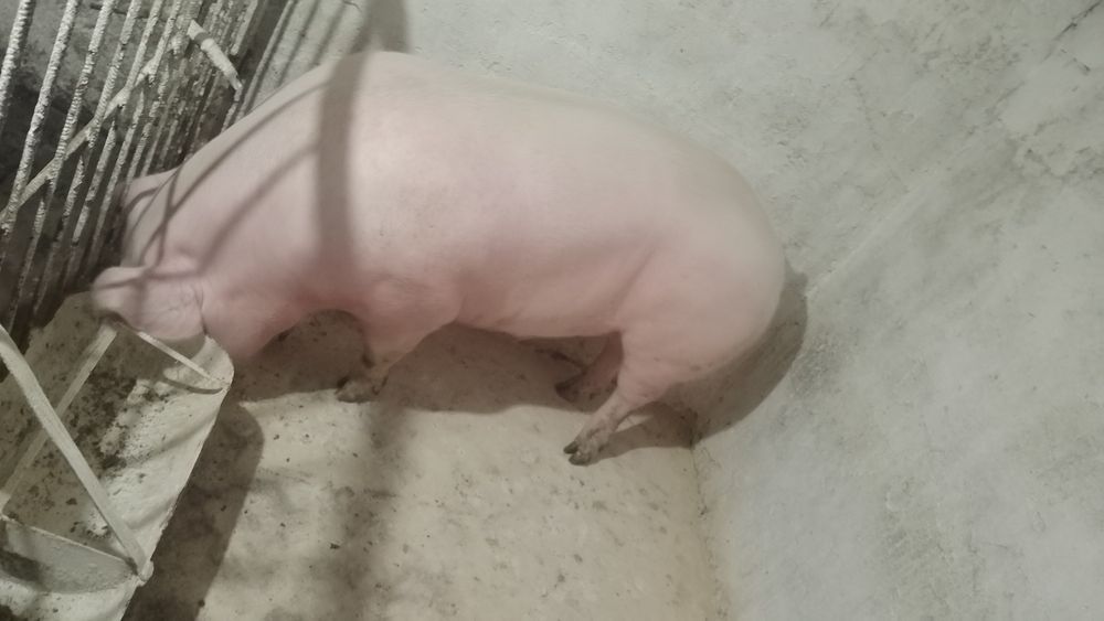 Продам домашню свинину ,також поросята