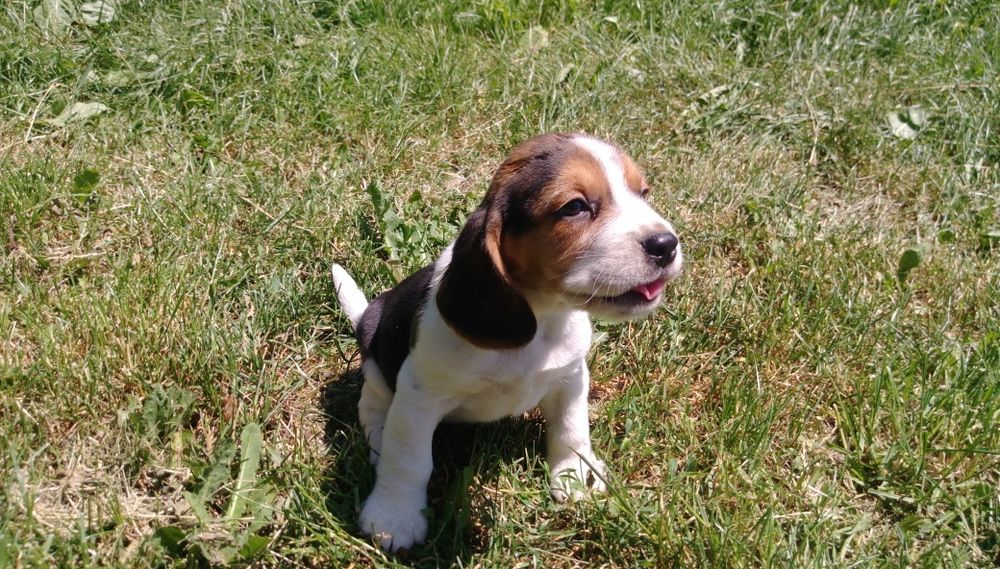 Szczenię beagle tricolor