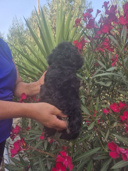 Caniche preto branco