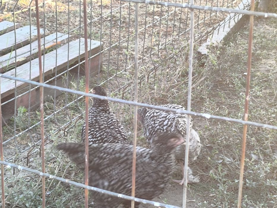 Frangos, ovos malines e pintos