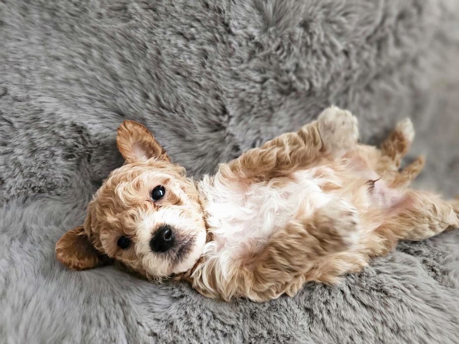 Bichpoo Hybryda Bichon-pudel