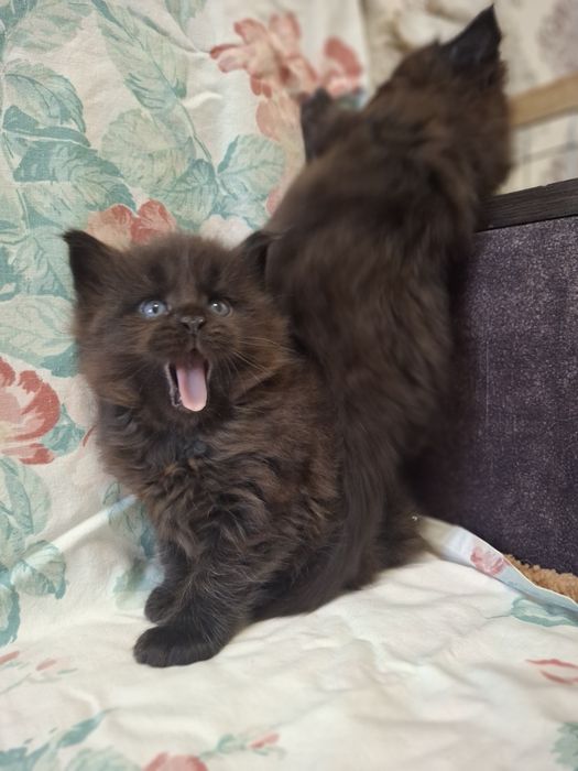 Будущие короли породы: котята мейн-кун в редком окрасе чёрный дым