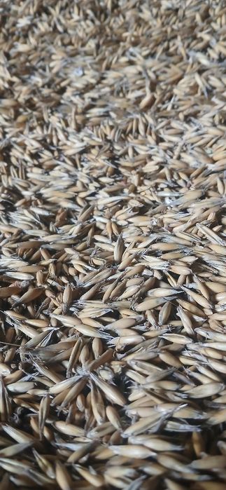 Owies tegoroczny zbiór