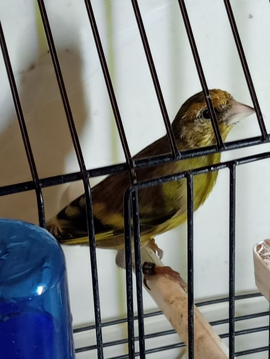 Híbridos /Mestiços