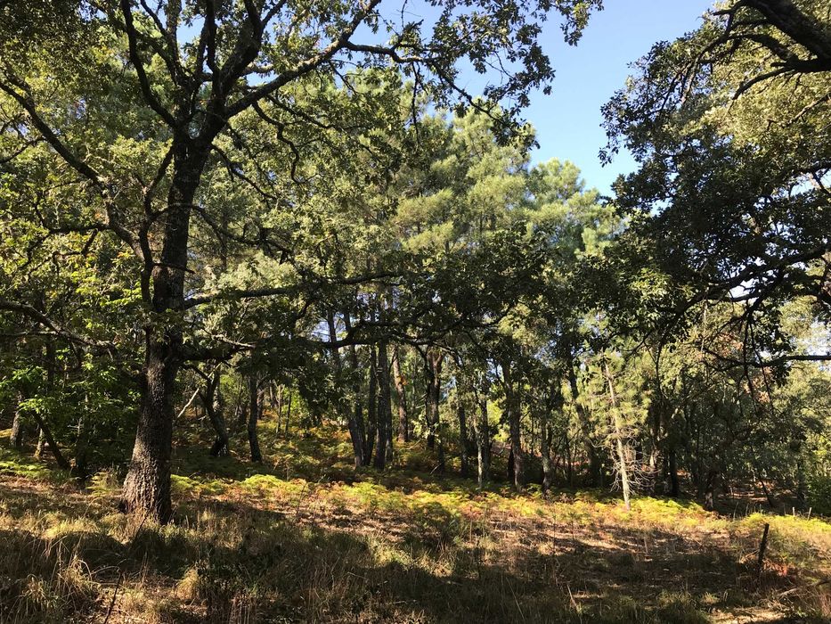 Quinta em São Salvador da Aramenha Marvão Portalegre Alto Alentejo