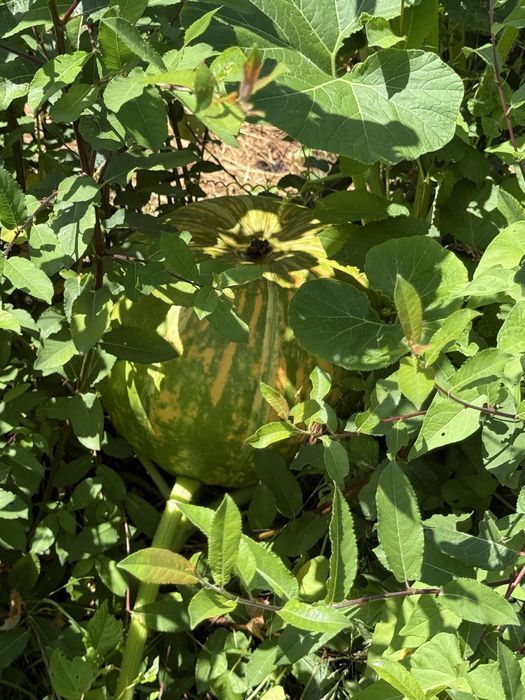 Cebolas pepinos tomates