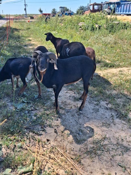 Barany i owce kameruńskie, mieszanka dorper