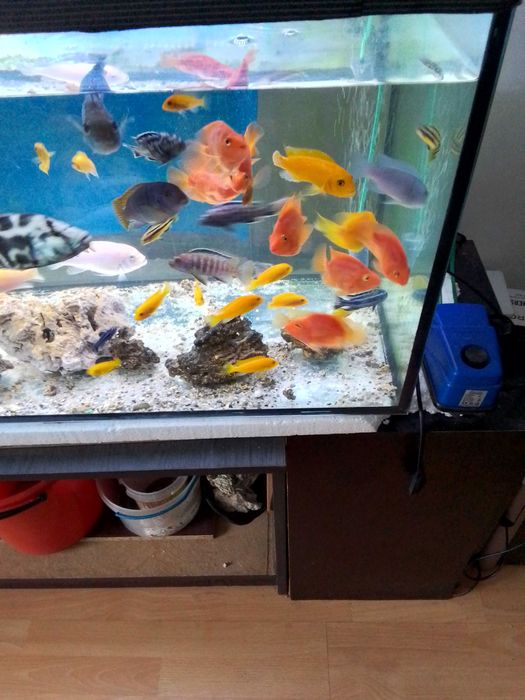 Pyszczaki i pielęgnice papizie