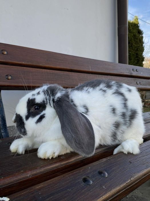 Królik, baran francuski