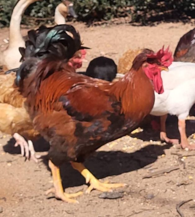 Ovos de galinha Posavina Posavina (Posavska kukmasta kokoš)