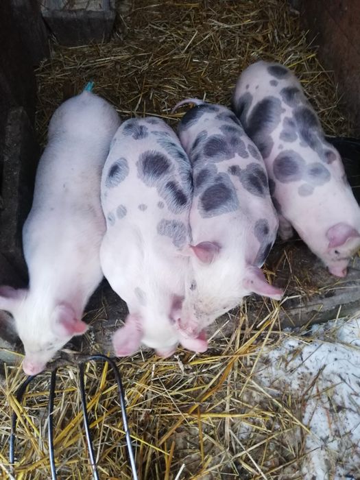 Продам  Поросята