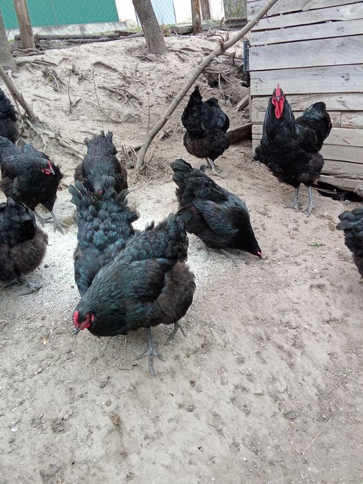 Кури породи джерсійський гігант.