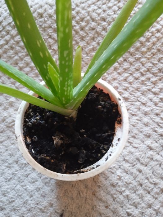 алое вера  60 грн.