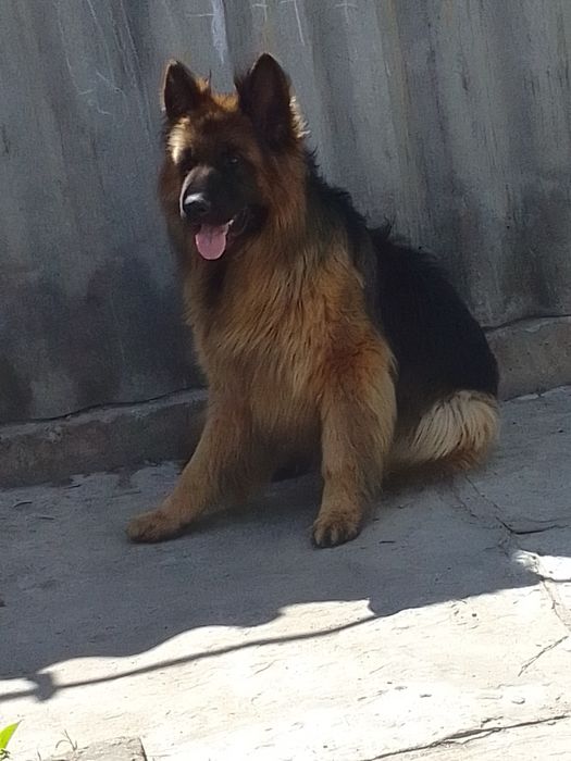 Вязка немецкой длинношерстной овчарки. Кобель.