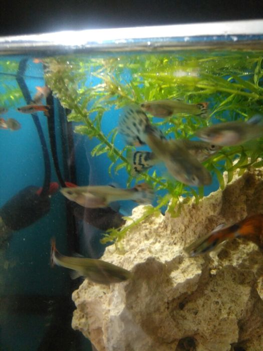 Peixes m / f  endlers