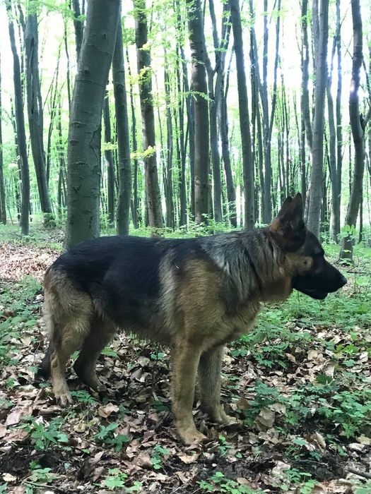 Німецька вівчарка