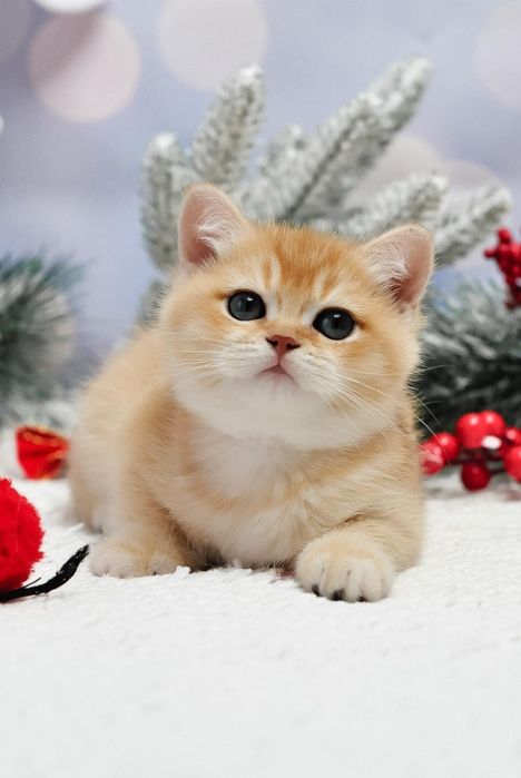 Золота британочка