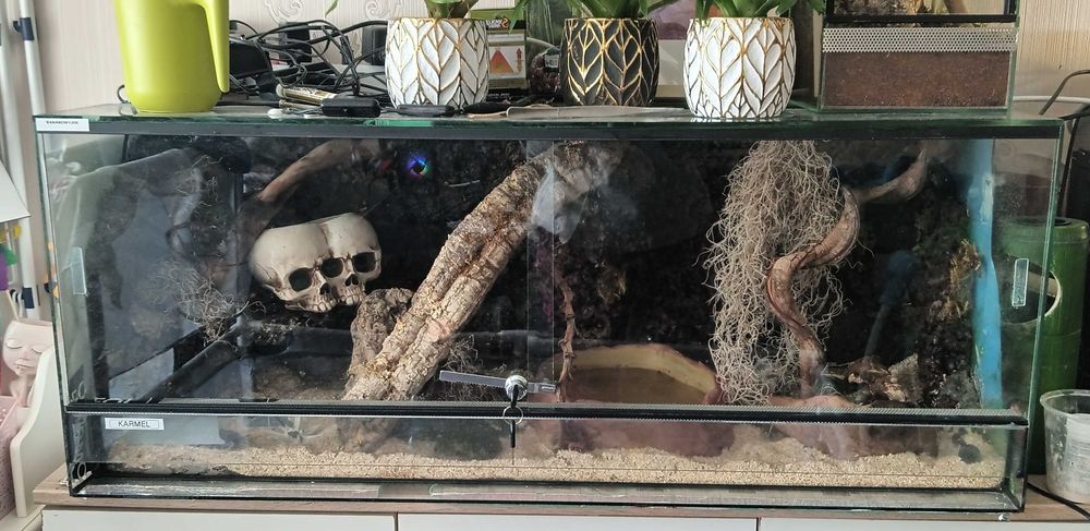 Wąż Zbożowy + Duże Terrarium 100x40x40