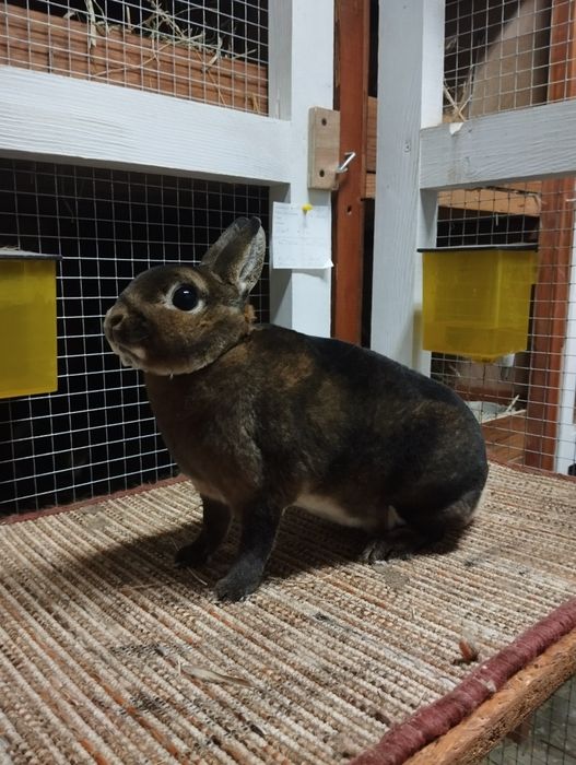 Karzełek castorex/ kastorex/ rexy króliki miniaturki