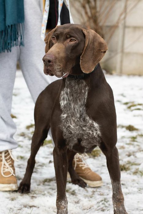 Piękny pies do adopcji