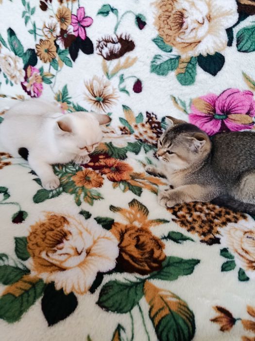 Яскраві кошенятка
