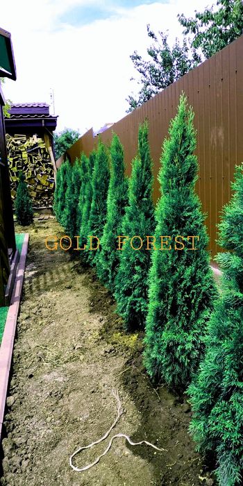 Туя акция сосна акция