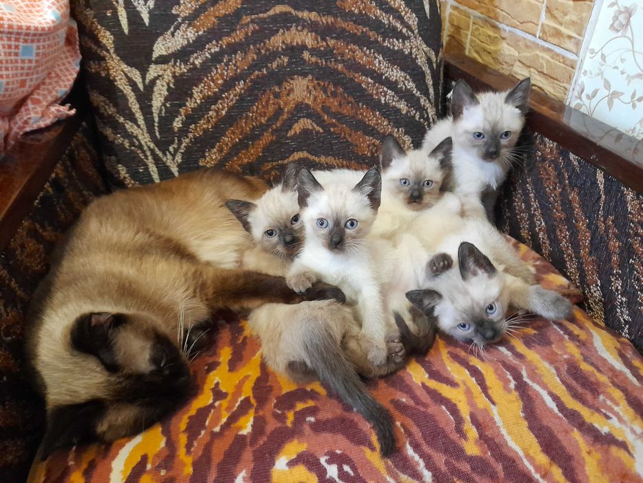 Сиамские котята. Сиамский котёнок. Сіамські кошеня