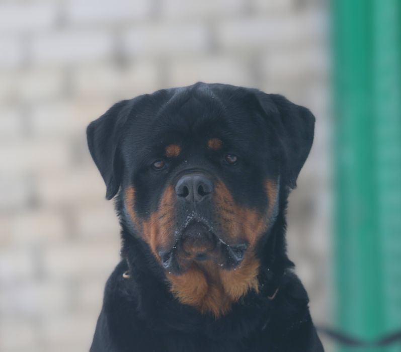 ротвейлер для вязки