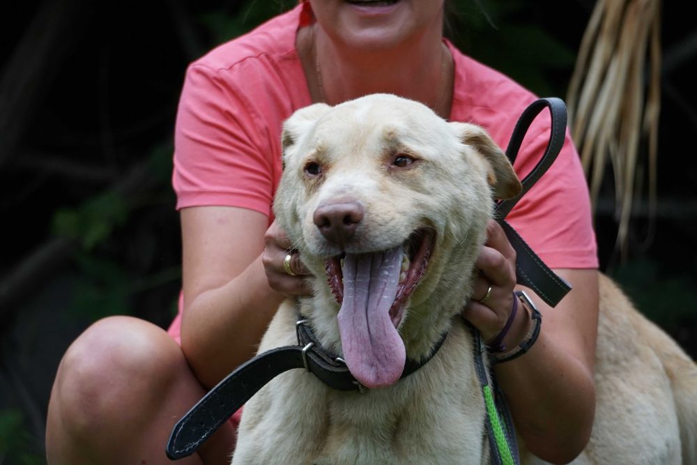 Aresik - piękny labrador szuka domu
