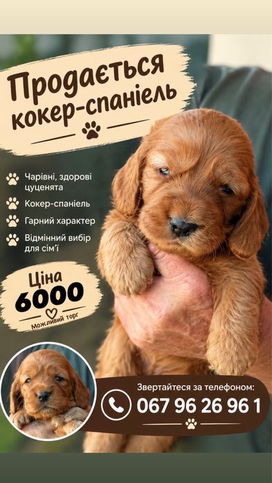 Песик Кокер-Спаніель
