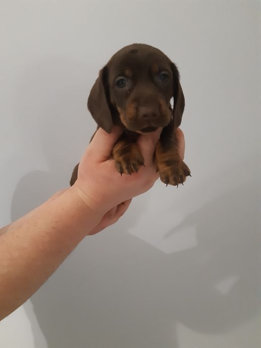 Jamnik krótkowłosy czekoladowy