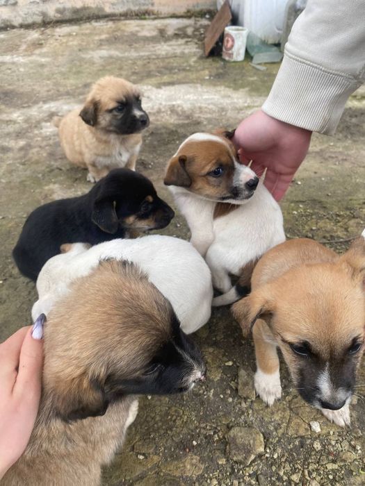 Щенки менше місяцю