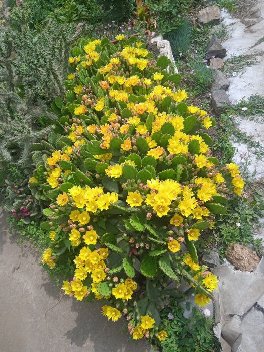 Опунция зимующая в открытом грунте