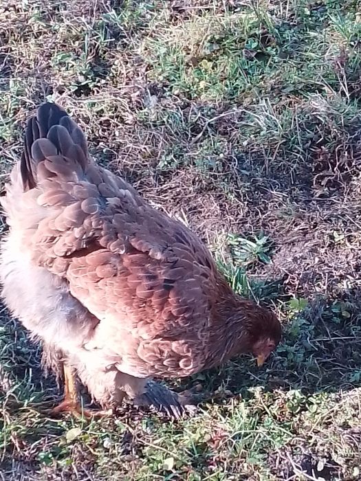 Інкубаційні яйця курей різних порід.