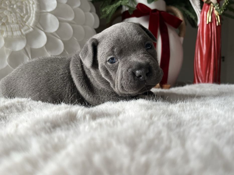 Staffordshire Bull Terrier Staffik