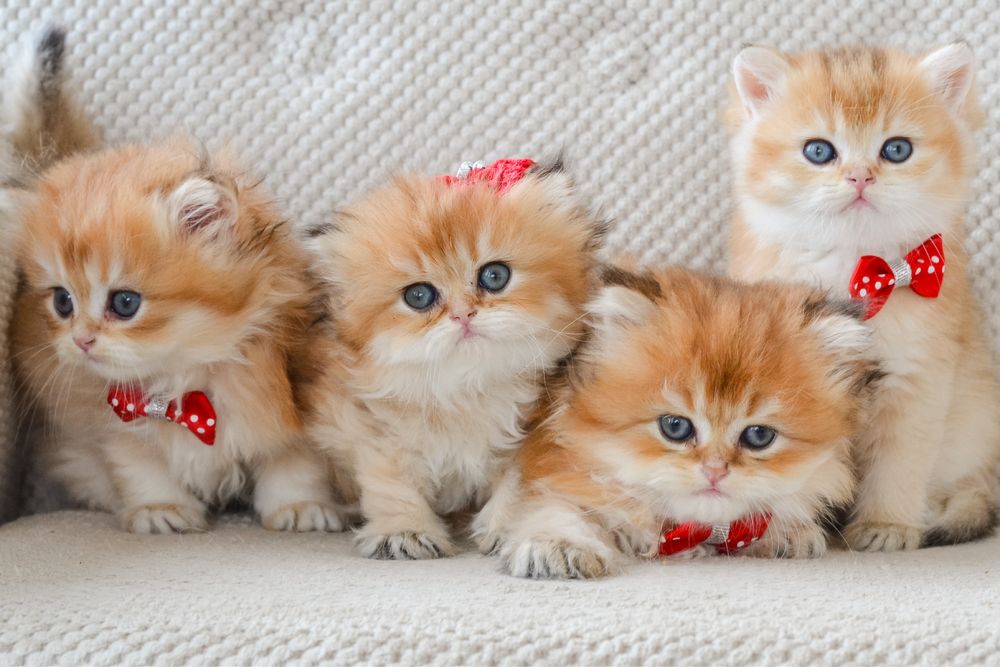 Золотисті пухнастики