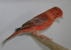 Canários ágata vermelho intenso