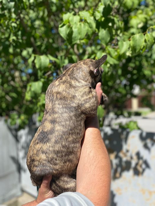 Французький бульдог