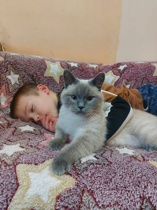 Віддамо в хороші руки котика