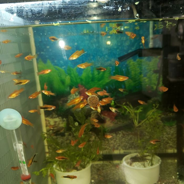 Młode mieczyki sprzedam