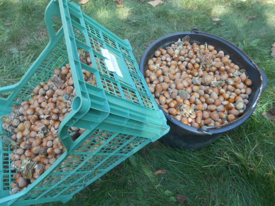 Orzechy laskowe (świeże-tanio)