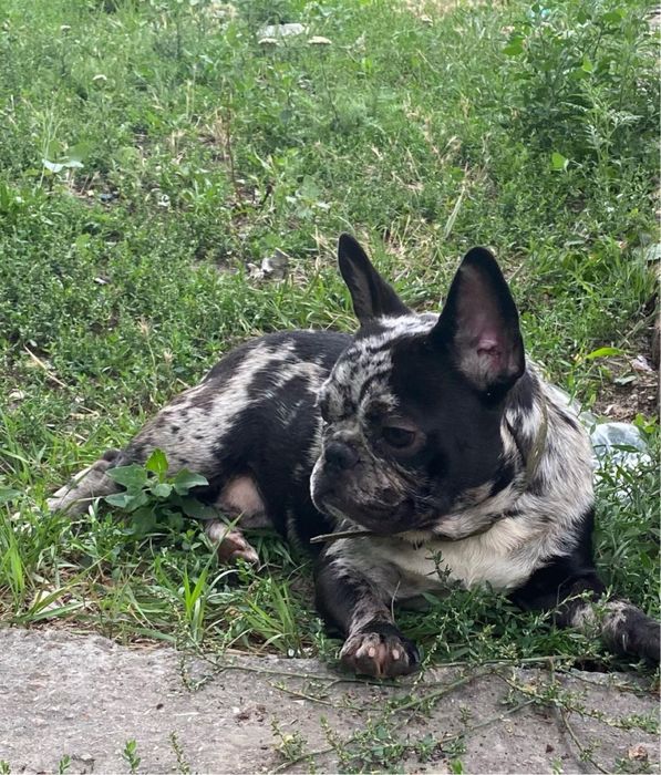 Продам недорого шикарного мальчика Французского бульдога Мерль!