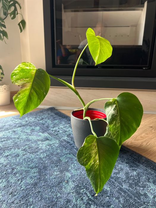 Monstera variegata/ thai constellation