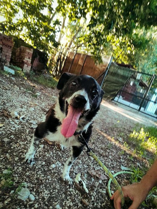 Gustaw- mały, kompaktowy, dogaduje się z innymi psami, idealny do dzieci, pięknie się zachowuje i spaceruje, do adopcji